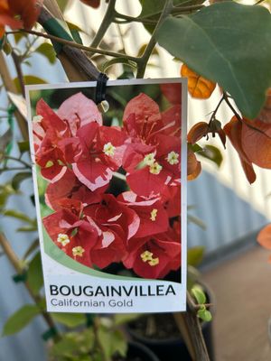 Bougainvillea Mix 5 L Pot