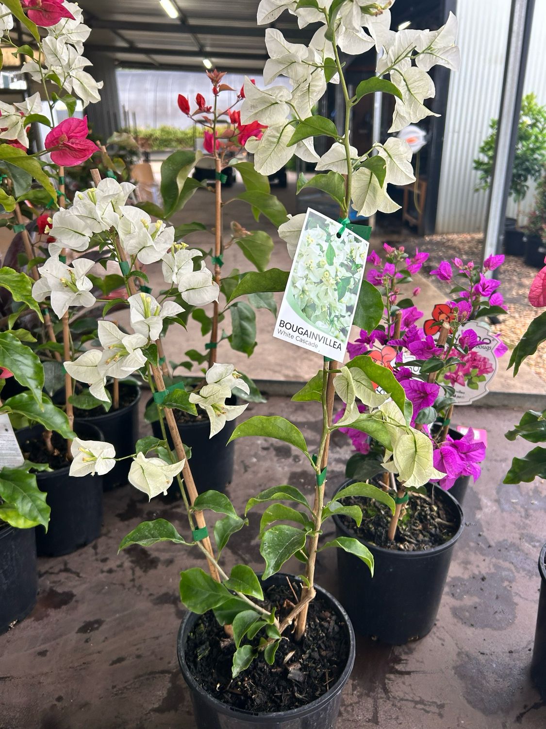 Bougainvillea ‘White Cascade’