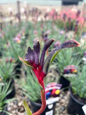 Anigozanthos Celebrations Jazz PBR 4 L Pot