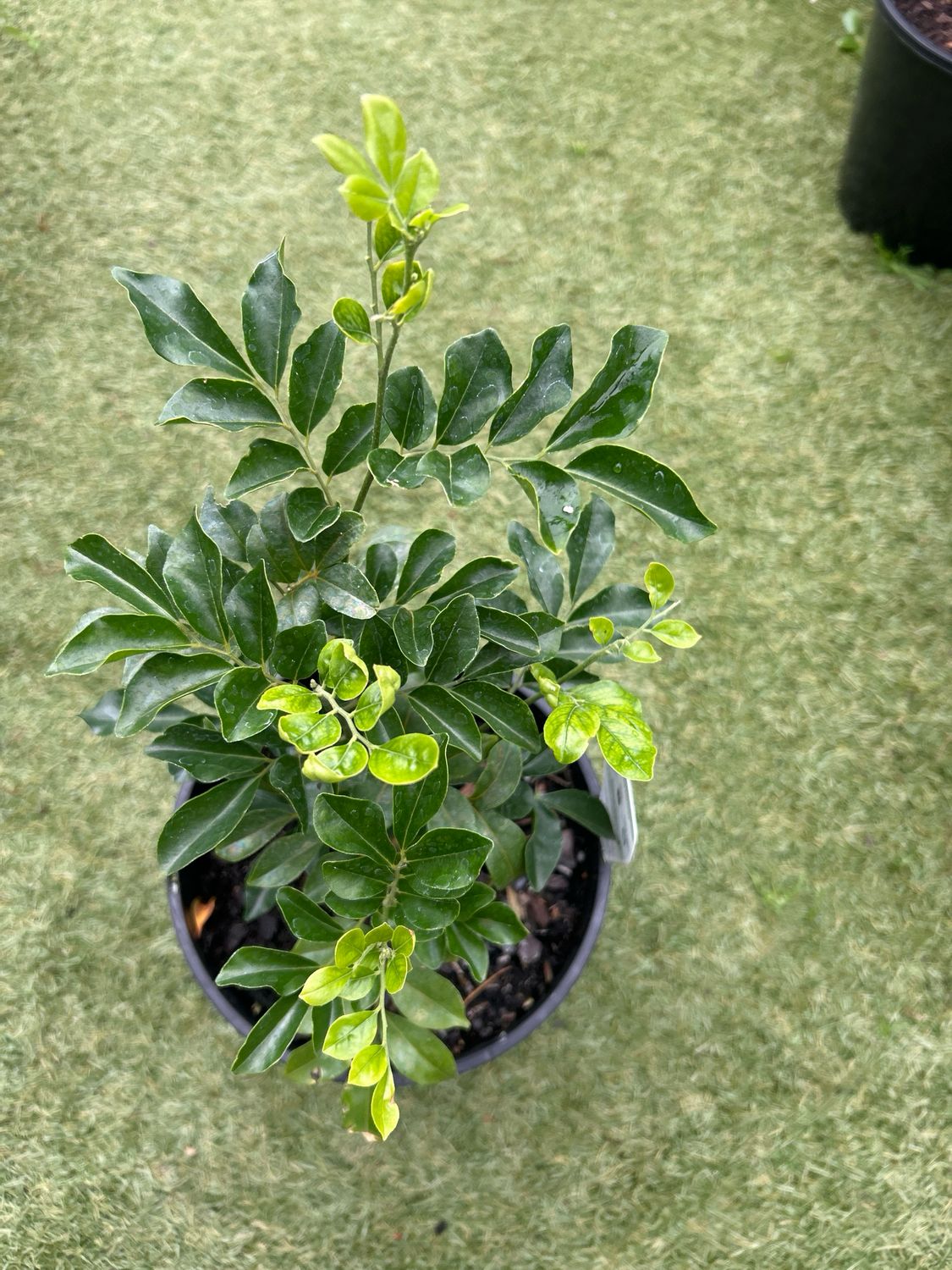 Murraya Paniculata Or Orange Jesmine 4 L pot
