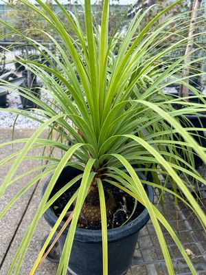 Ponytail Palm Beaucarnea Recurvata 14 L Pot Size