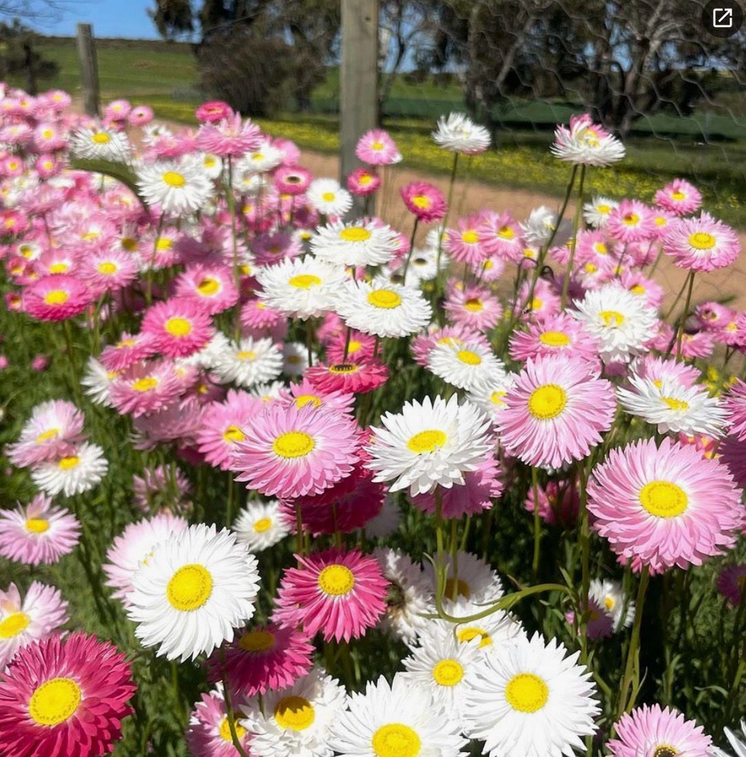 Everlasting Daisy Sandgroper Seedlings 10 P