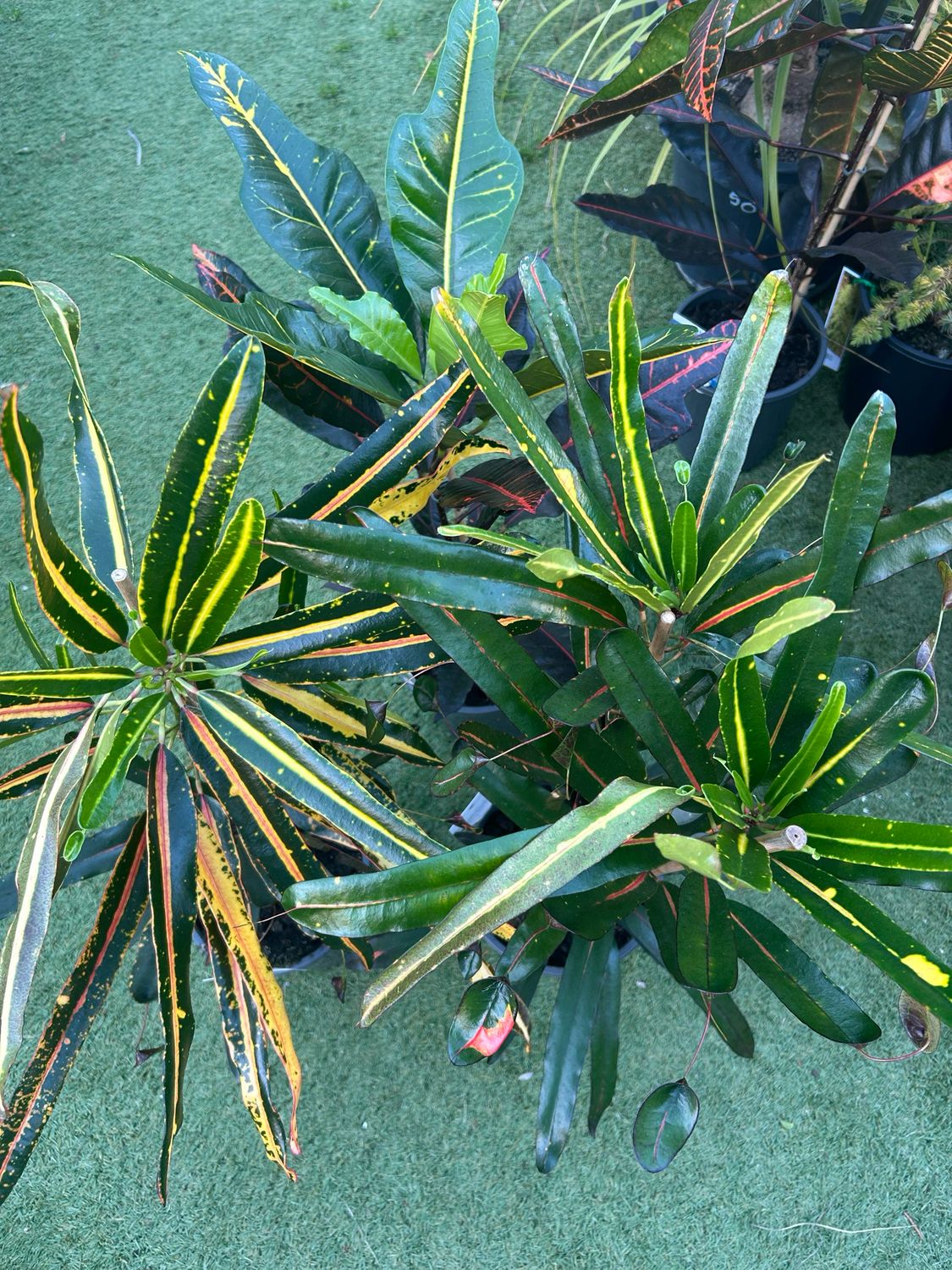 Croton Assorted 4 L Pot