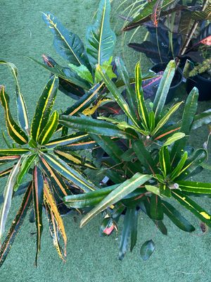 Croton Assorted 4 L Pot