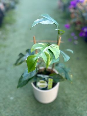 Monstera Mini 1.4 L Pot