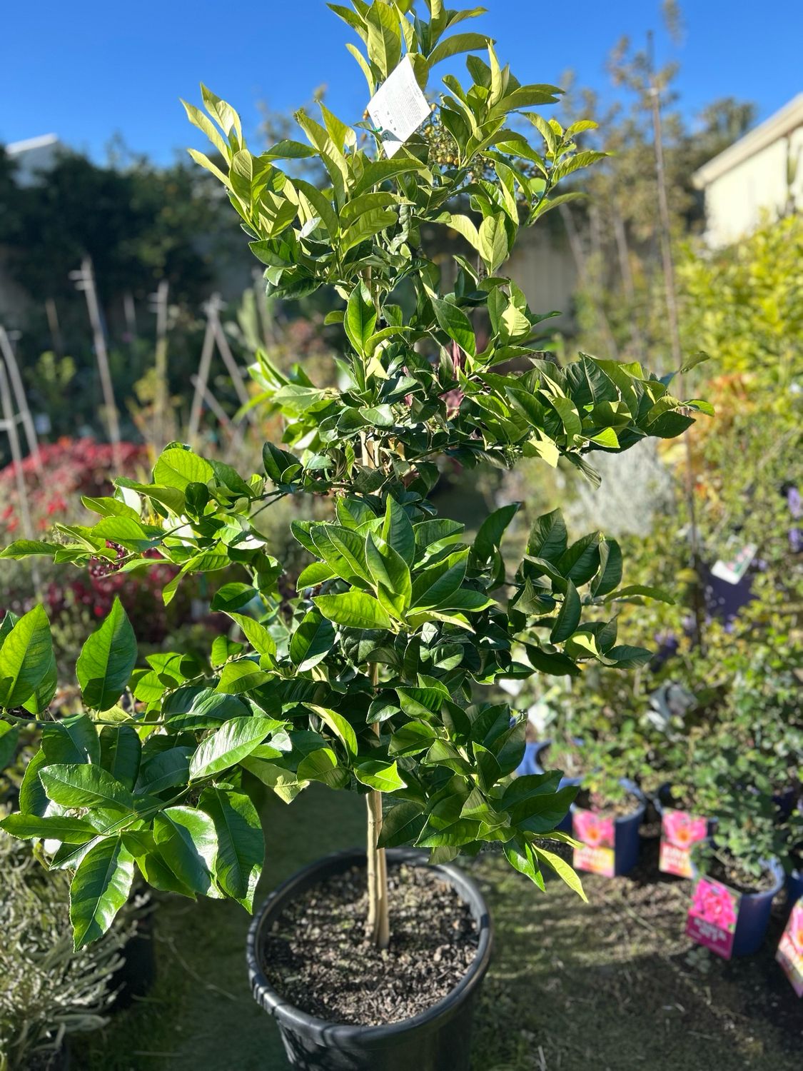Eureka Lemon Standard 30 L Pot