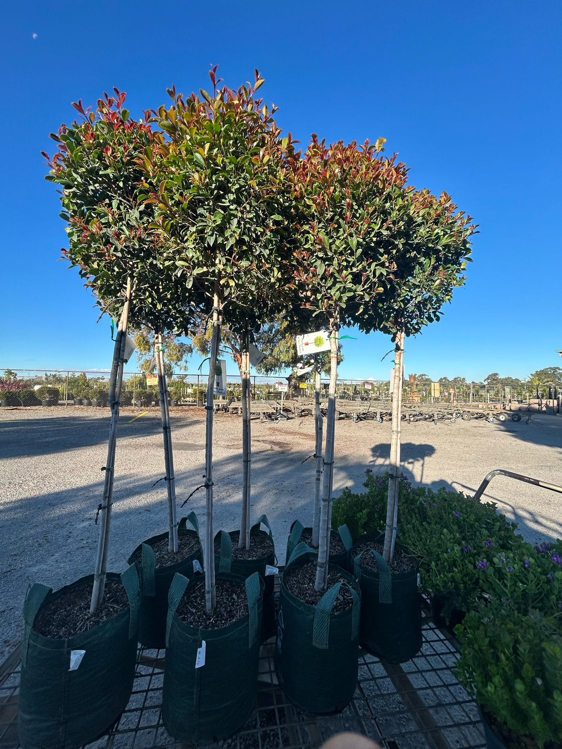 Standard Lilly Pilly 12 L Pot