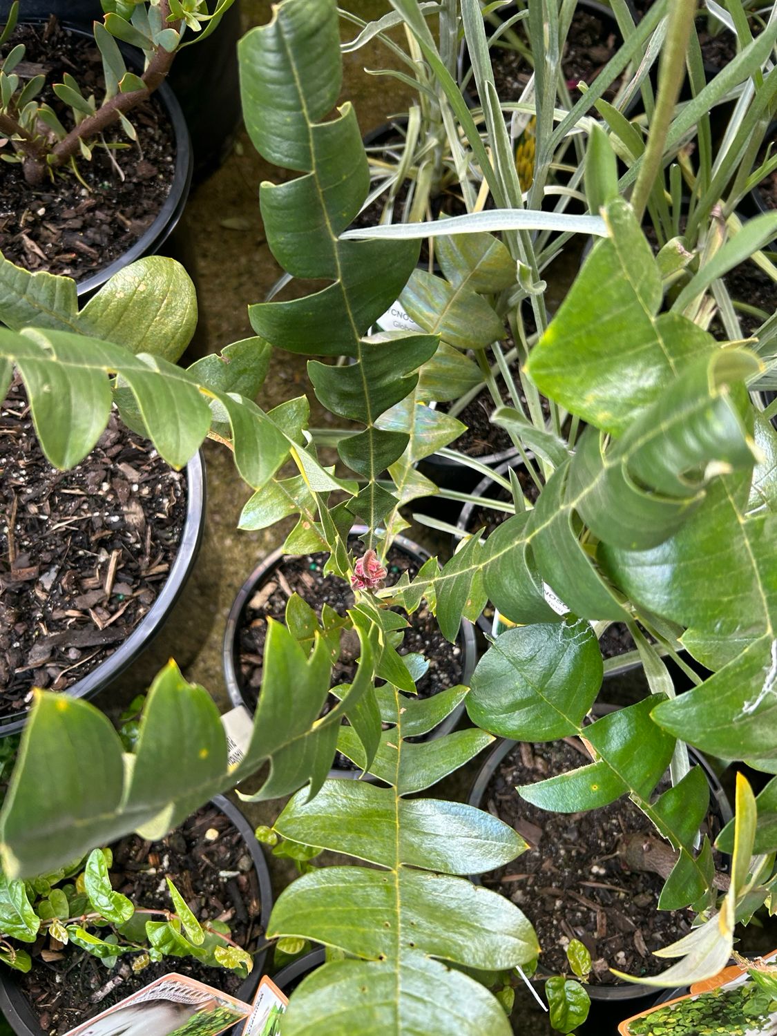 Banksia Grandis Or Bull Banksia 1.4 L Pot