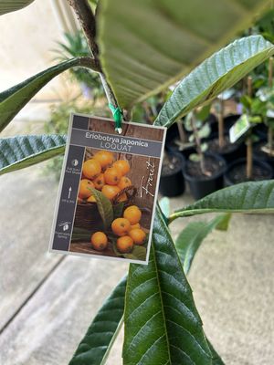 Loquat Grafted Bessell Brown 4 L Pot