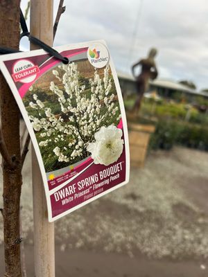 white princess flowering peach Dwarf 30 L Pot