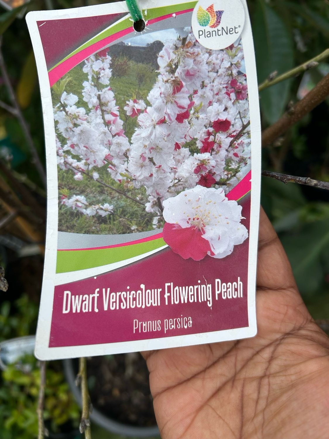 Dwarf Versicolour Flowering Peach ( Prunus Persica) 30 L Pot