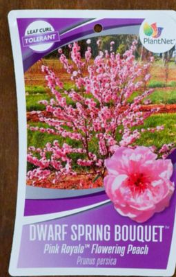 Peach Pink Dwarf 30 L Pot ( Flowering Peach, Pink Royal)