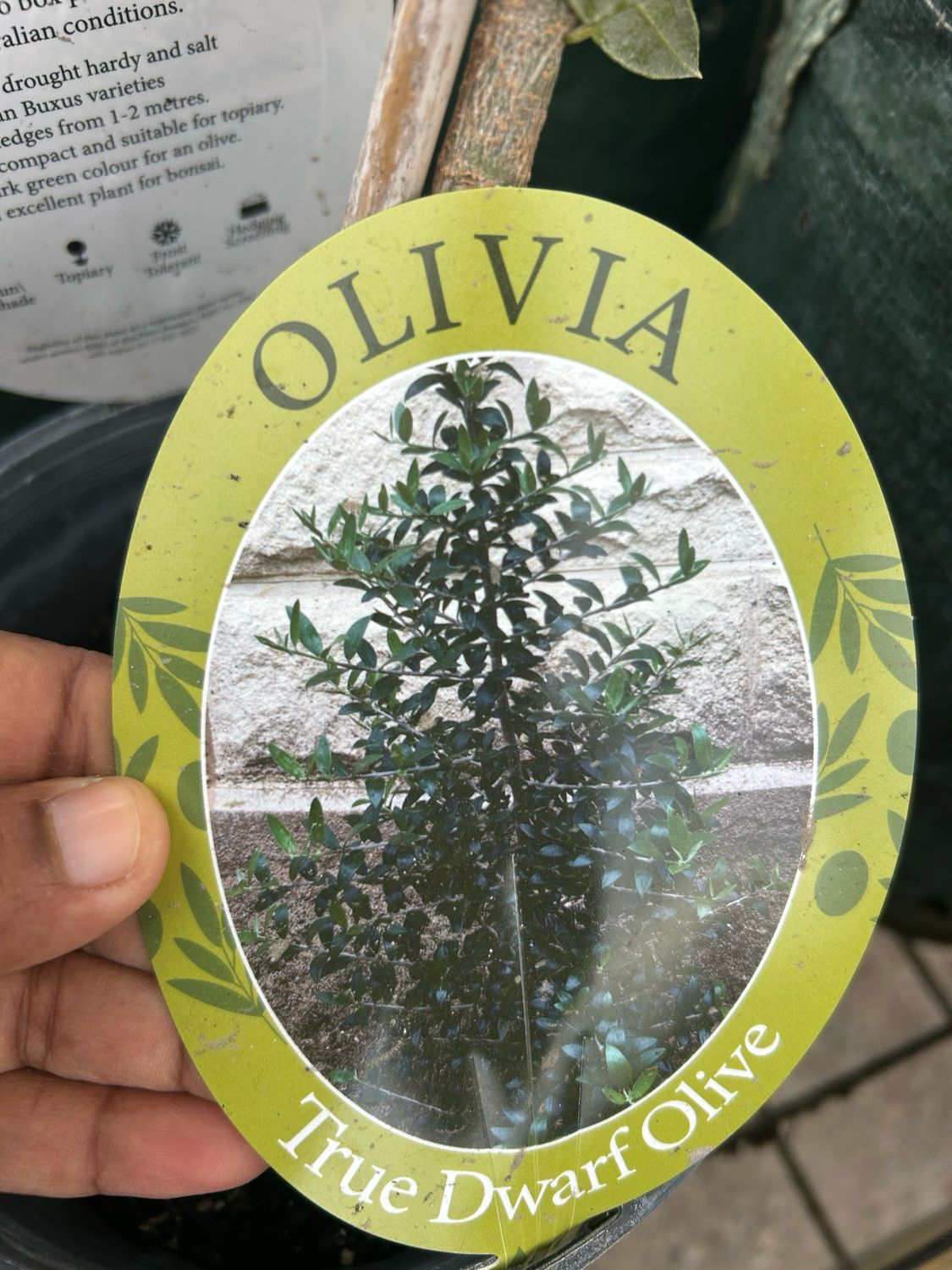 True Dwarf Olive 4 L Pot