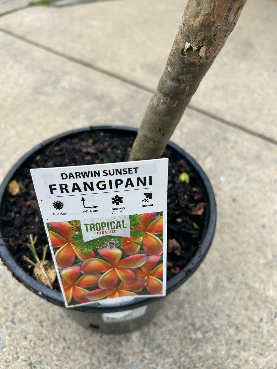 Darwin Sunset Frangipani 5 L Pot