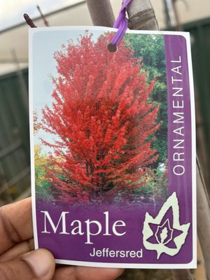Maple Tree Or Red Sunset Maple Or autumn Blaze Maple 30 L Pot
