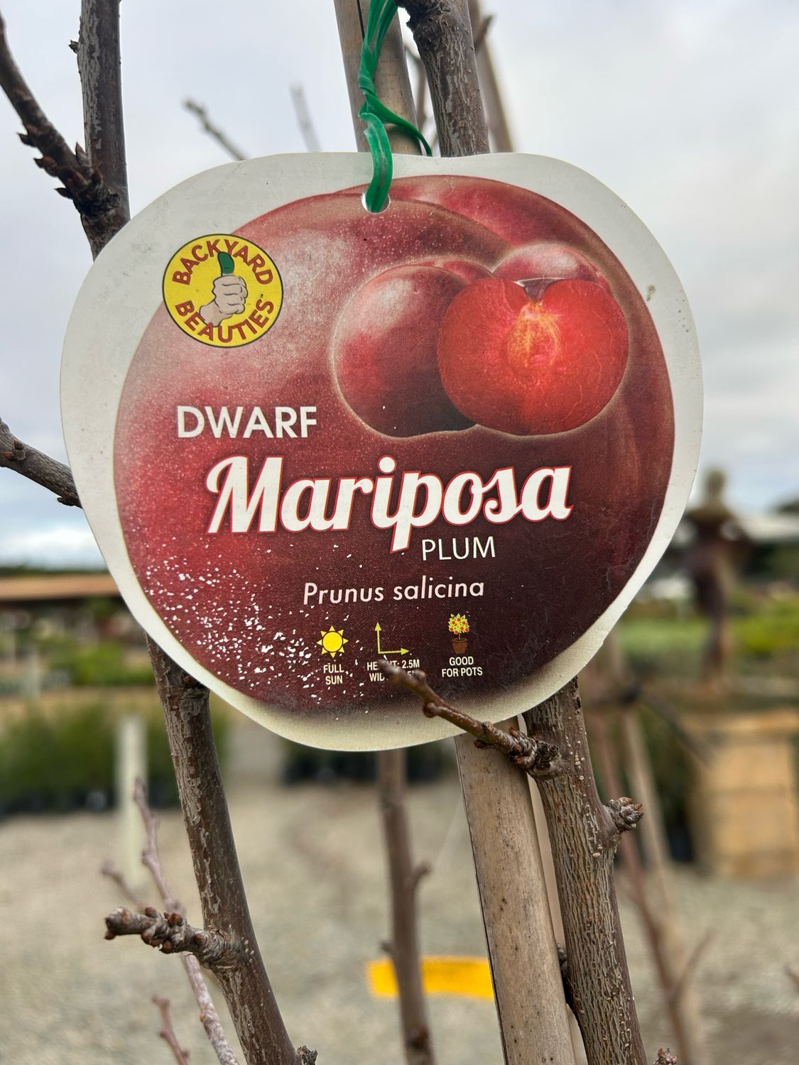 Dwarf Mariposa Plum