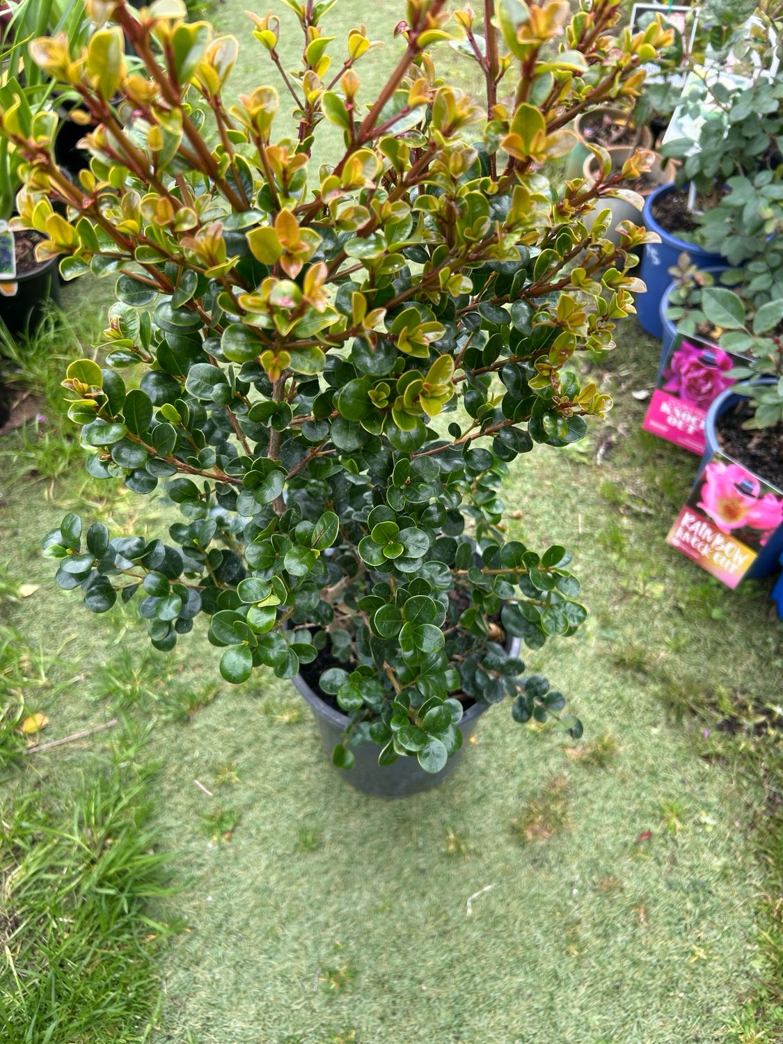 Lilly Pilly Bush Cherry 5 L Pot