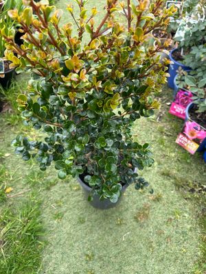 Lilly Pilly Bush Cherry 5 L Pot