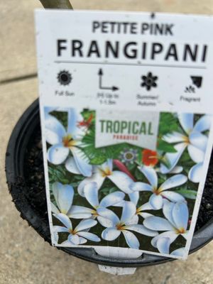 Petite Pink Frangipani Dwarf And Evergreen 4 L Pot