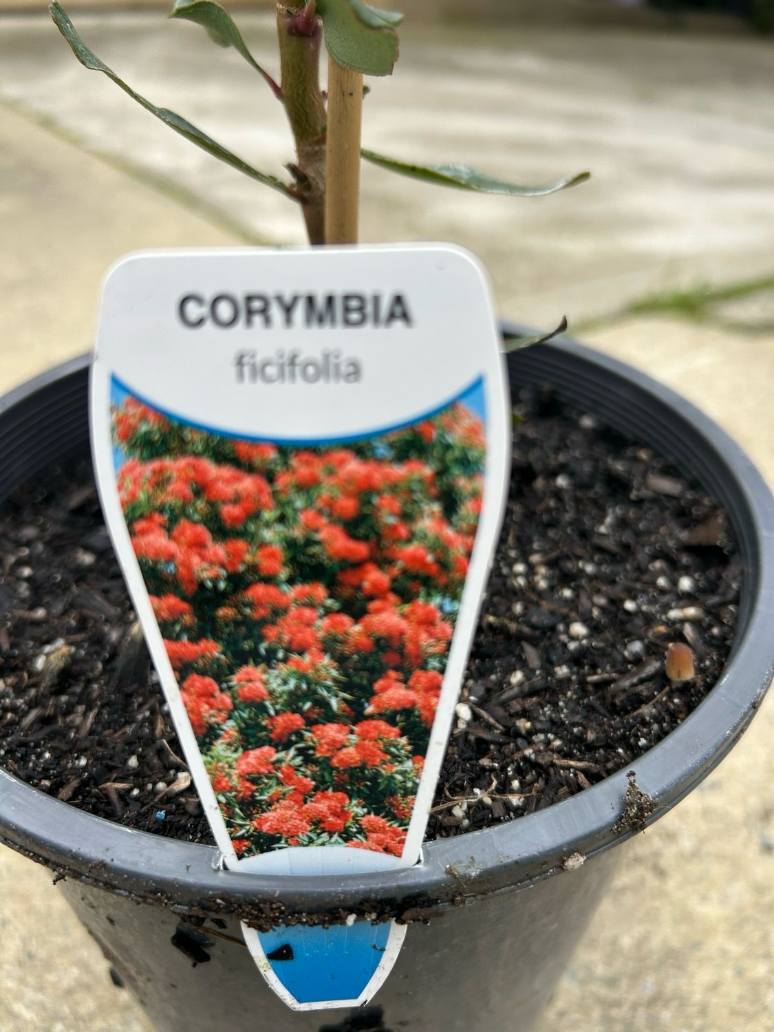Corymbia Ficifolia Or Red Flowering Gum 5 L Pot