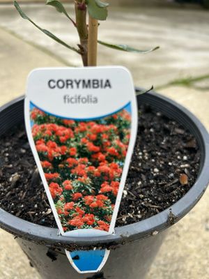 Eucalyptus Ficifolia Or Red Flowering Gum 5 L Pot
