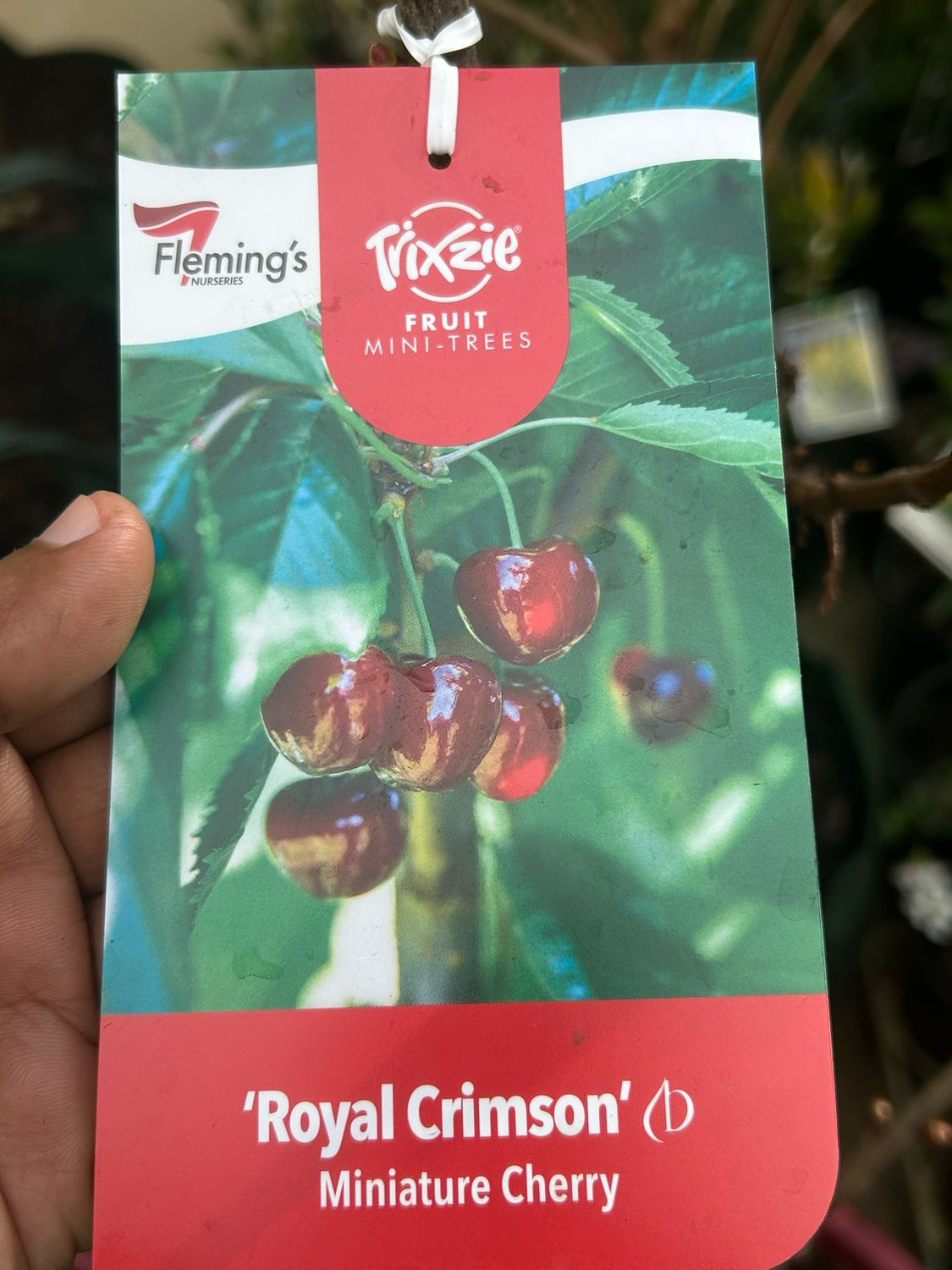 Cherry Dwarf Royal Crimson 330ml