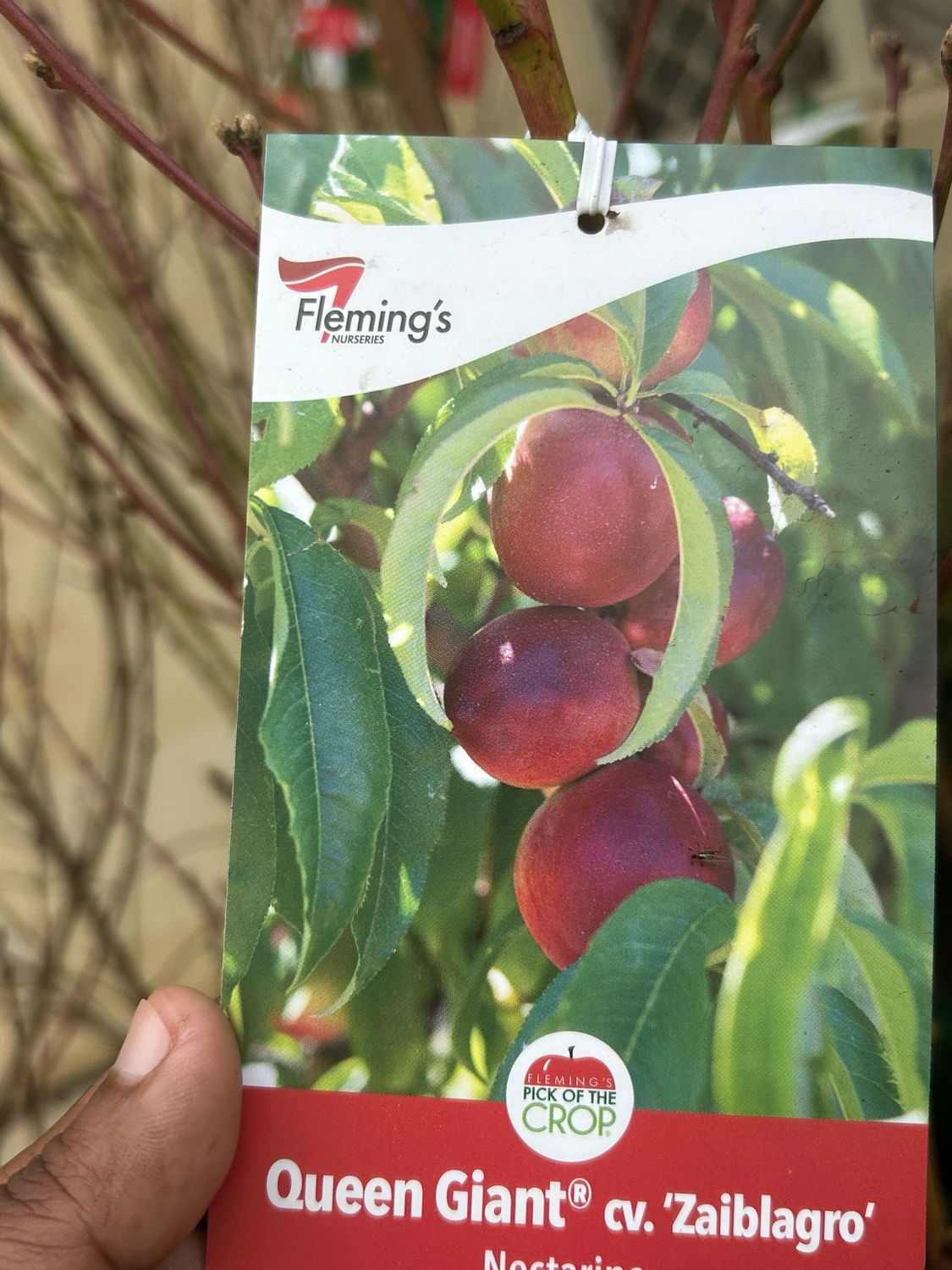 Nectarine Queen Giant 35L Bag