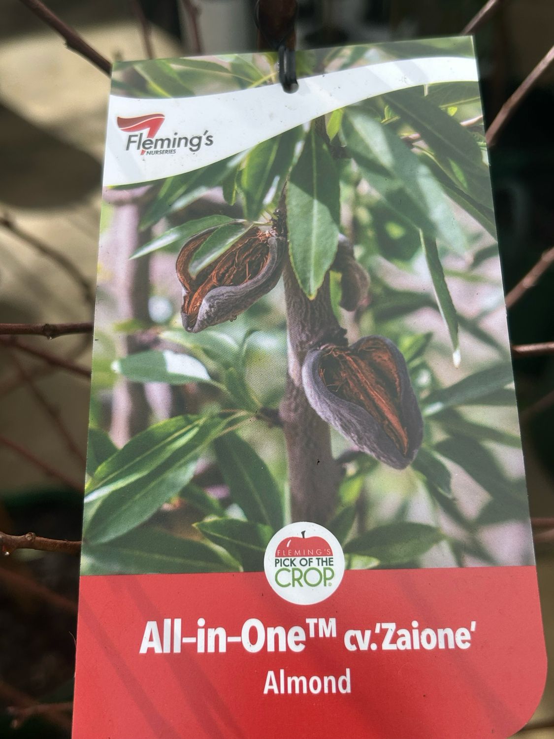 Almond All In One 35 L Bag