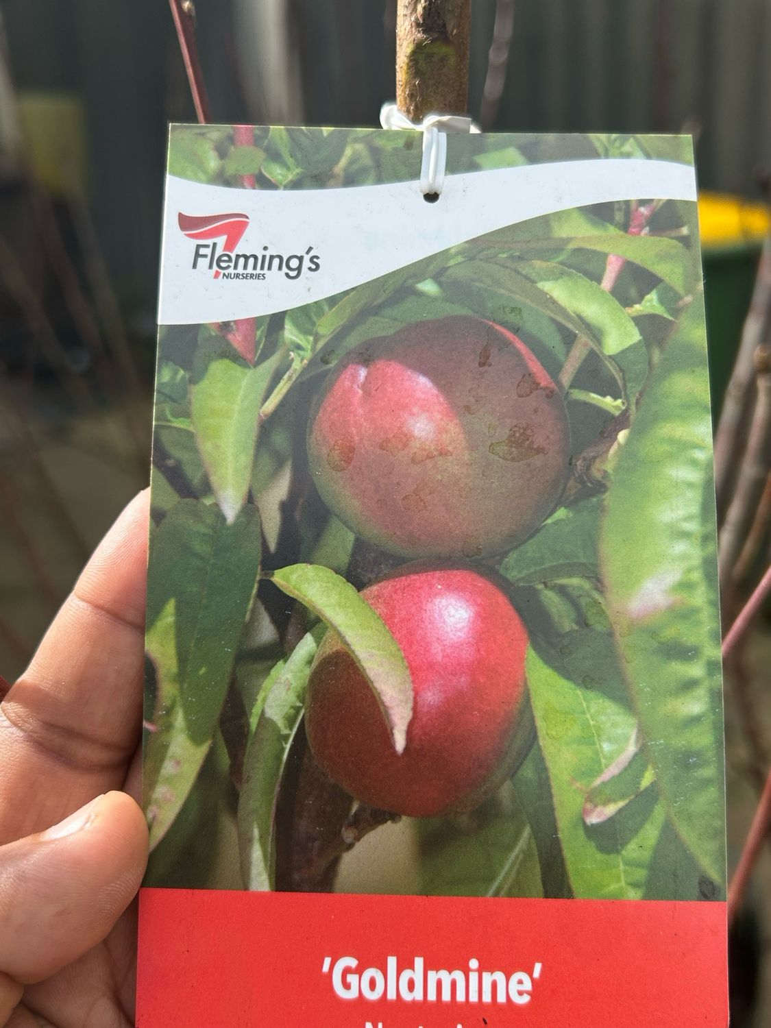 Nectarine Gold Mine 35L pots