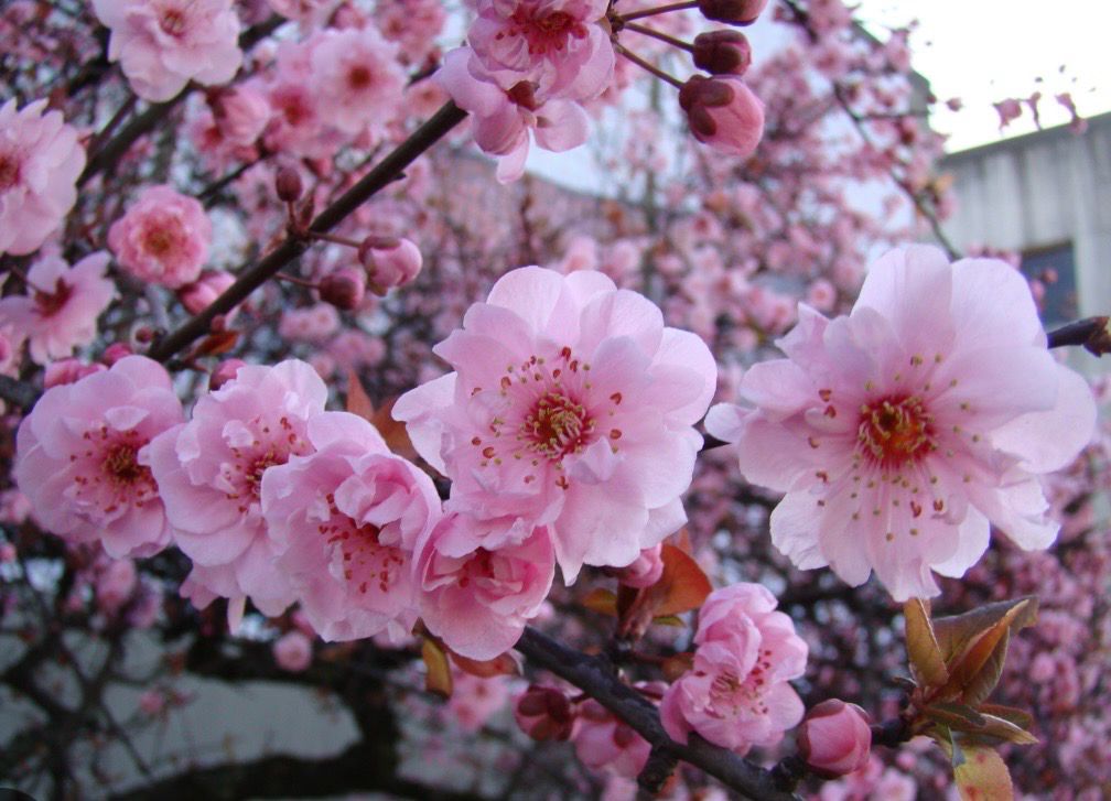 Doulbe Pink Flowering Plum. Prunus Blireanna 330 mm Pot
