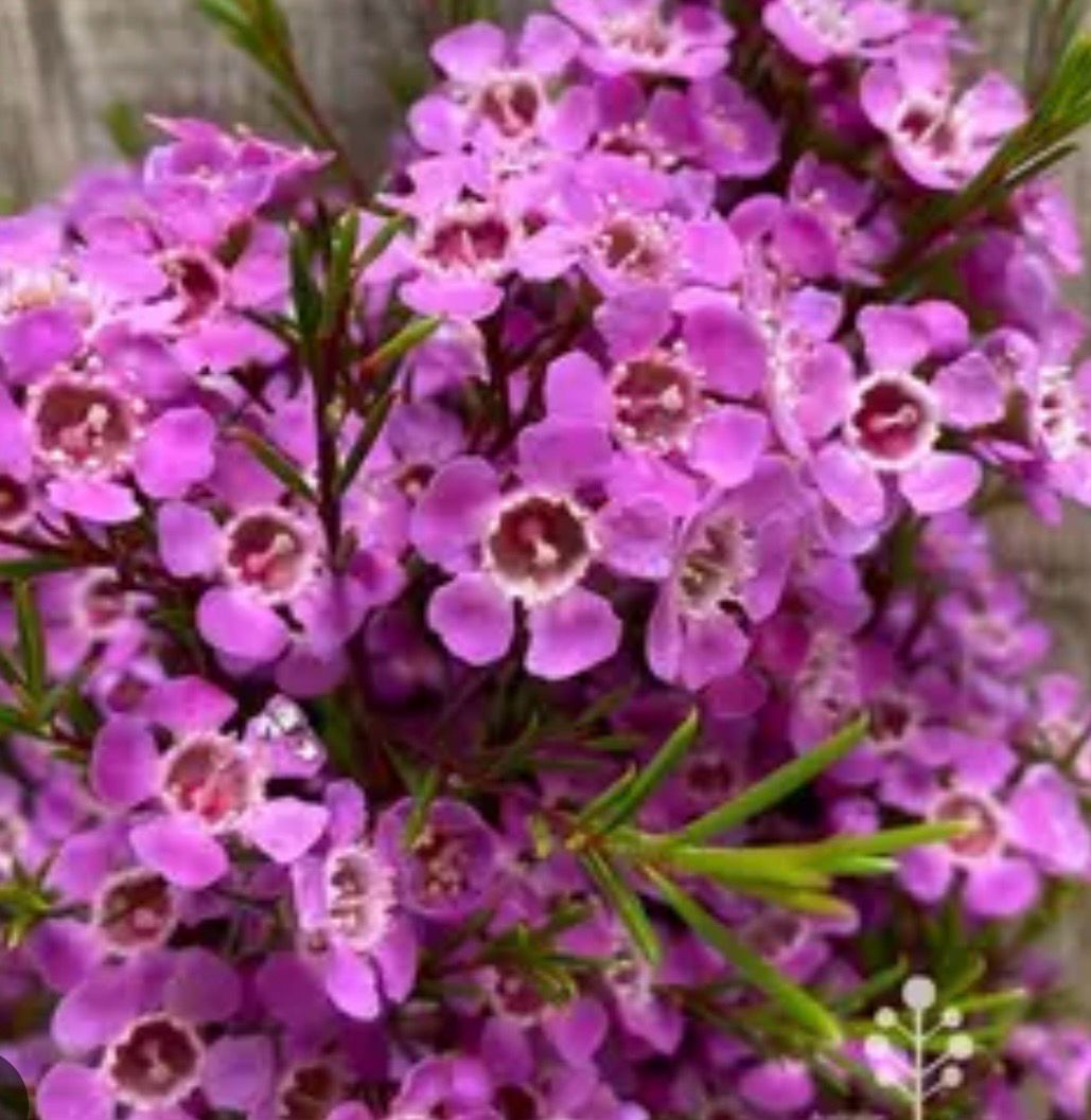 Chamelaucium Nina’s Delight Or Geraldton Wax 5 L Pot