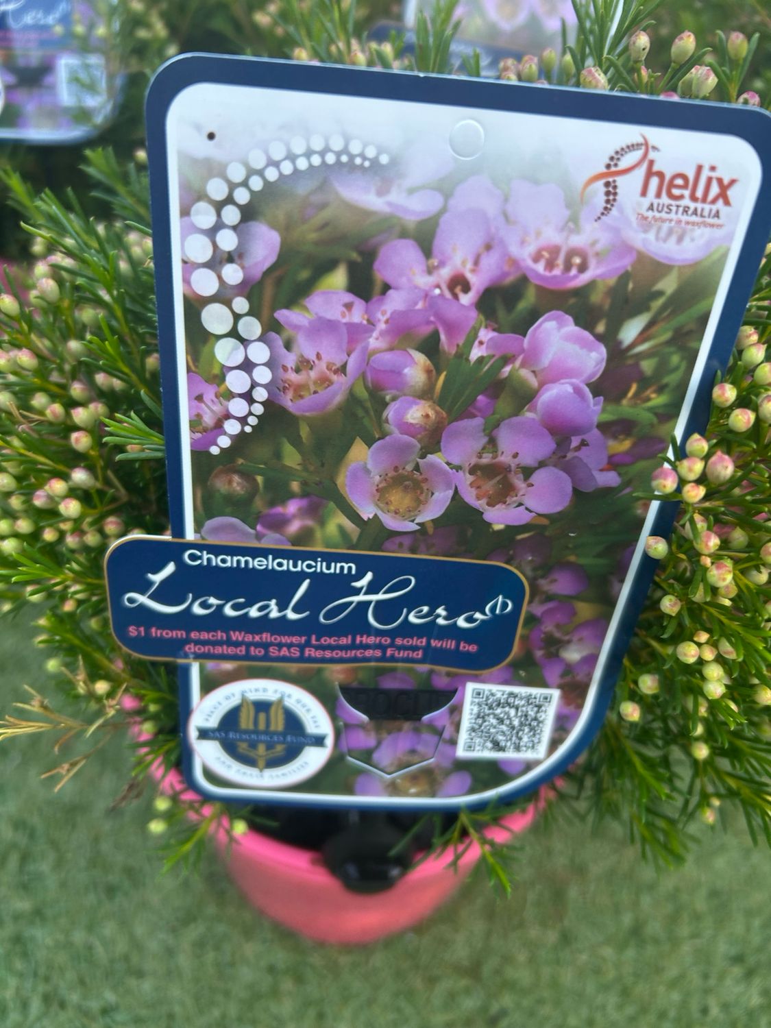 Chamelaucium Local Hero 4 L Pot