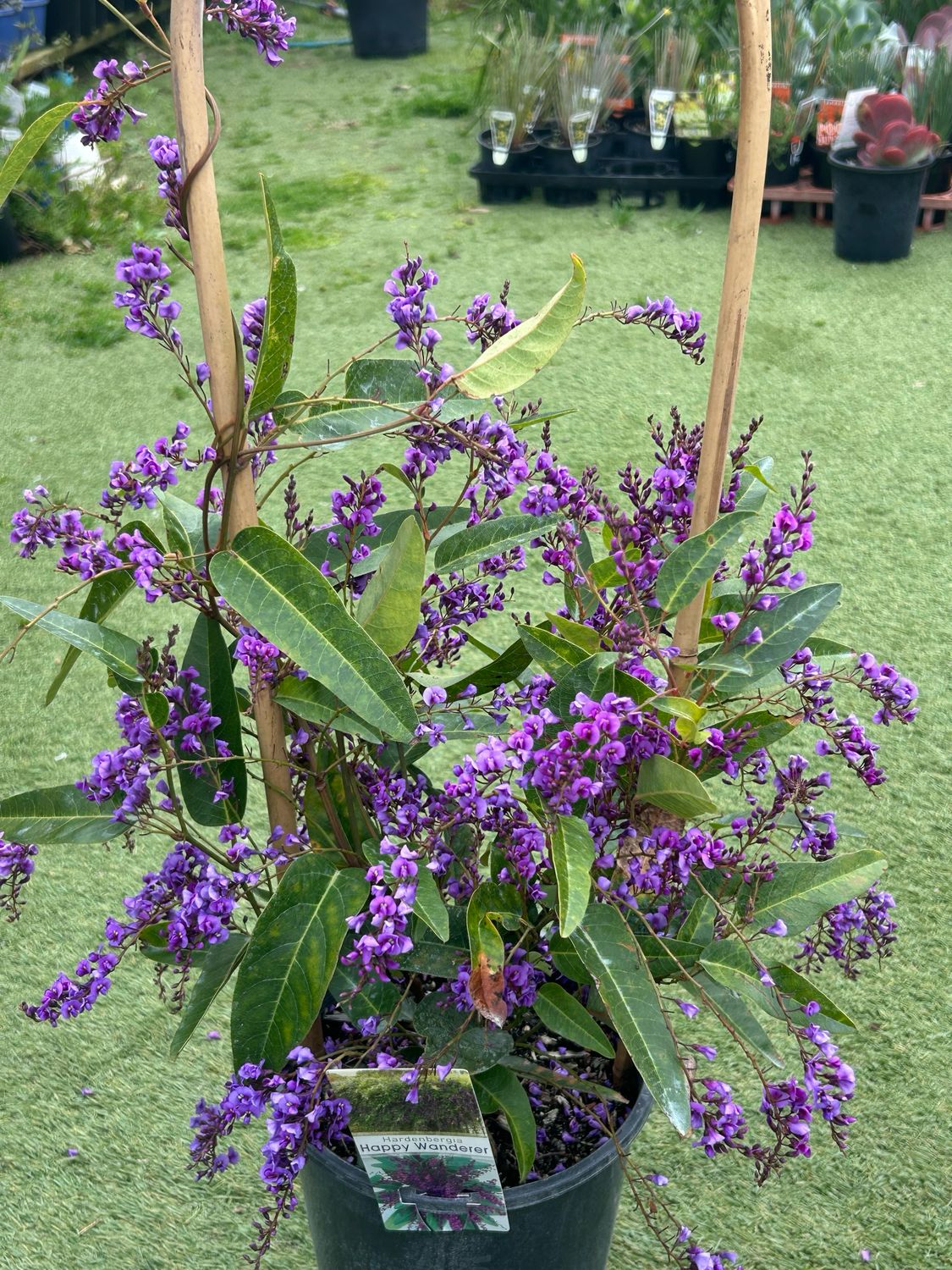 Hardenbergia Happy Wanderer Purple 5 L Pot