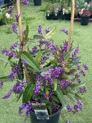 Hardenbergia Happy Wanderer Purple 5 L Pot