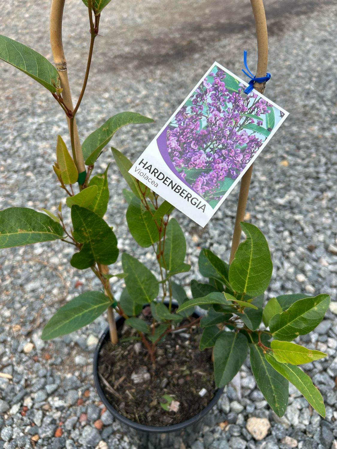 Hardenbergia Happy Wanderer Purple 4 L Pot