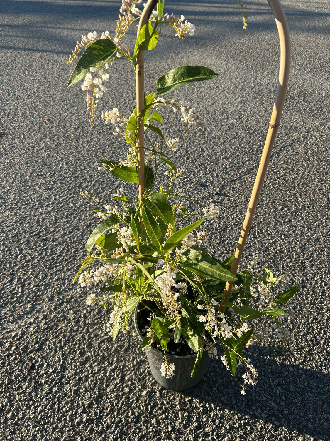 Hardenbergia Happy Wanderer White 5 L Pot