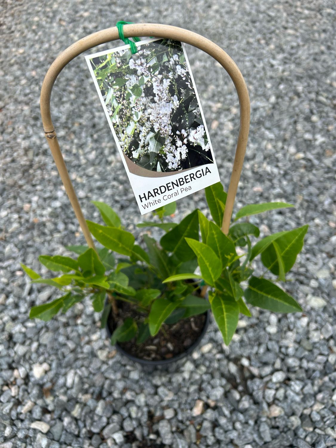 Hardenbergia Happy Wanderer White 4 L Pot