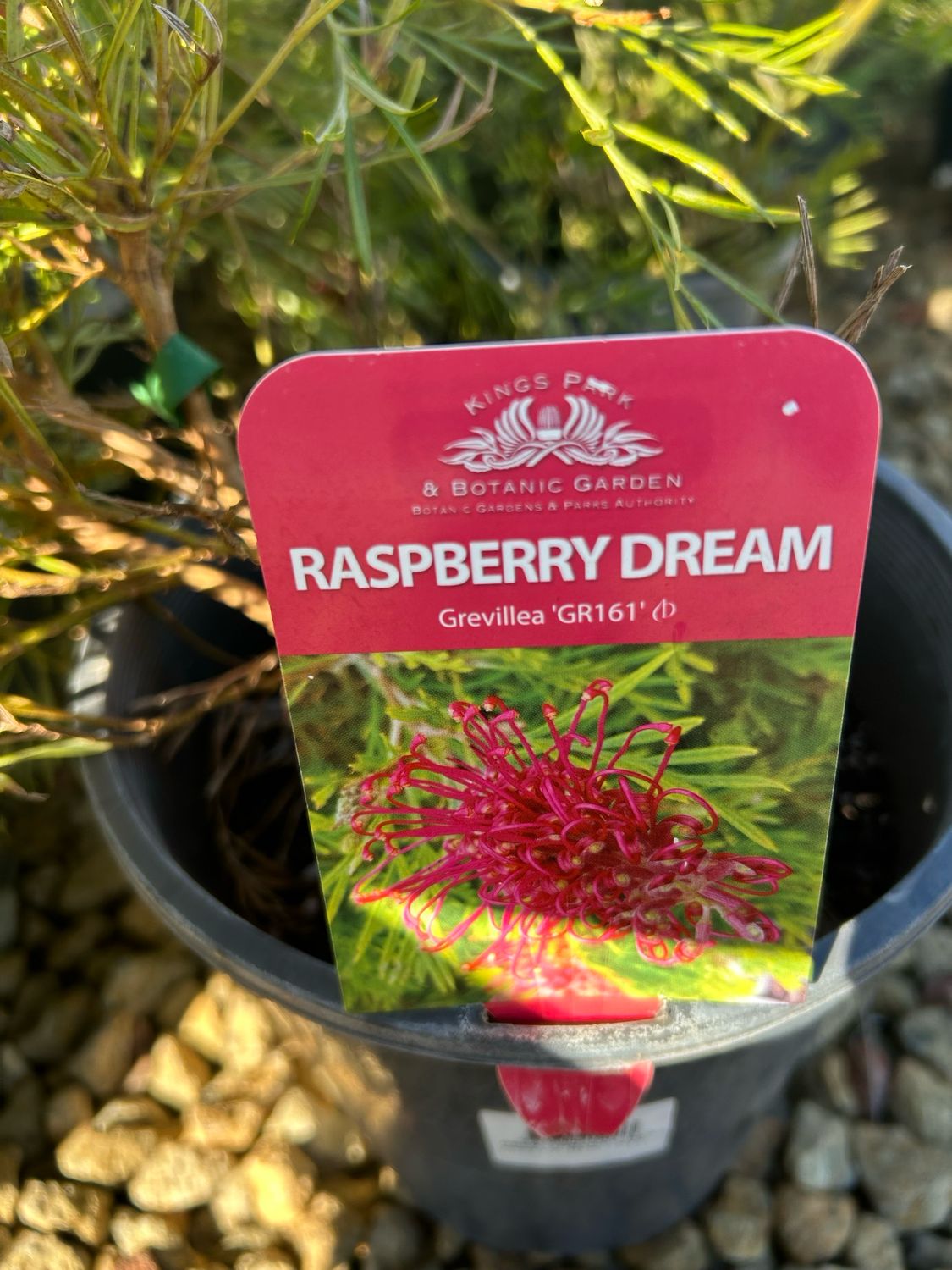 Grevillea Raspberry Dream PBR 5 L Pot