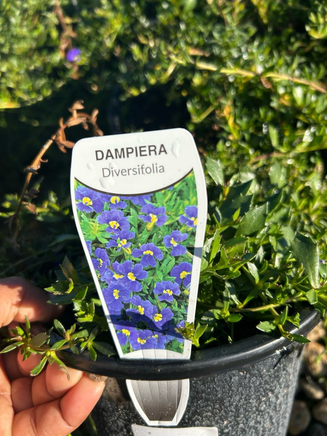 Dampiera Diversifolia 1.4 L Pot