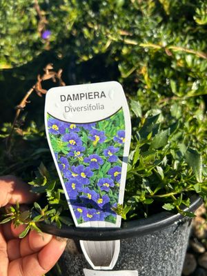 Dampiera Diversifolia 1.4 L Pot