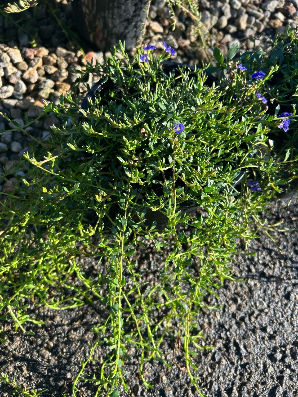 Dampiera Linearis Beach Ball 1.4 L Pot