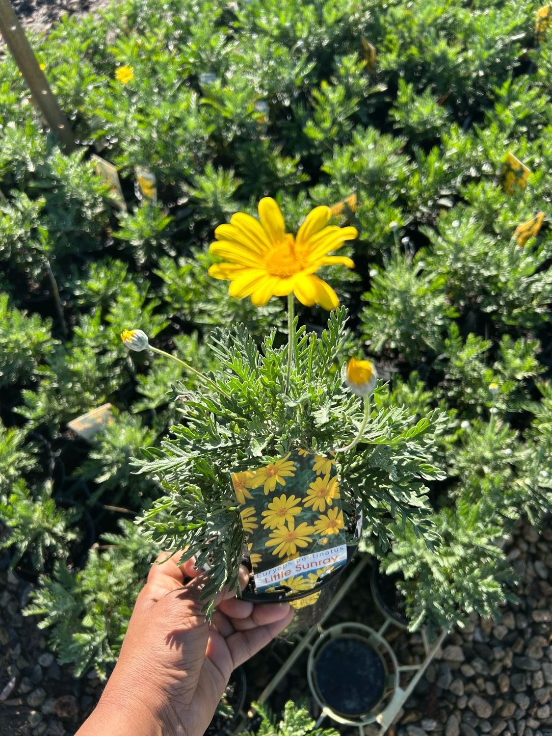 Euryops Little Sunray 1.4 L Pot