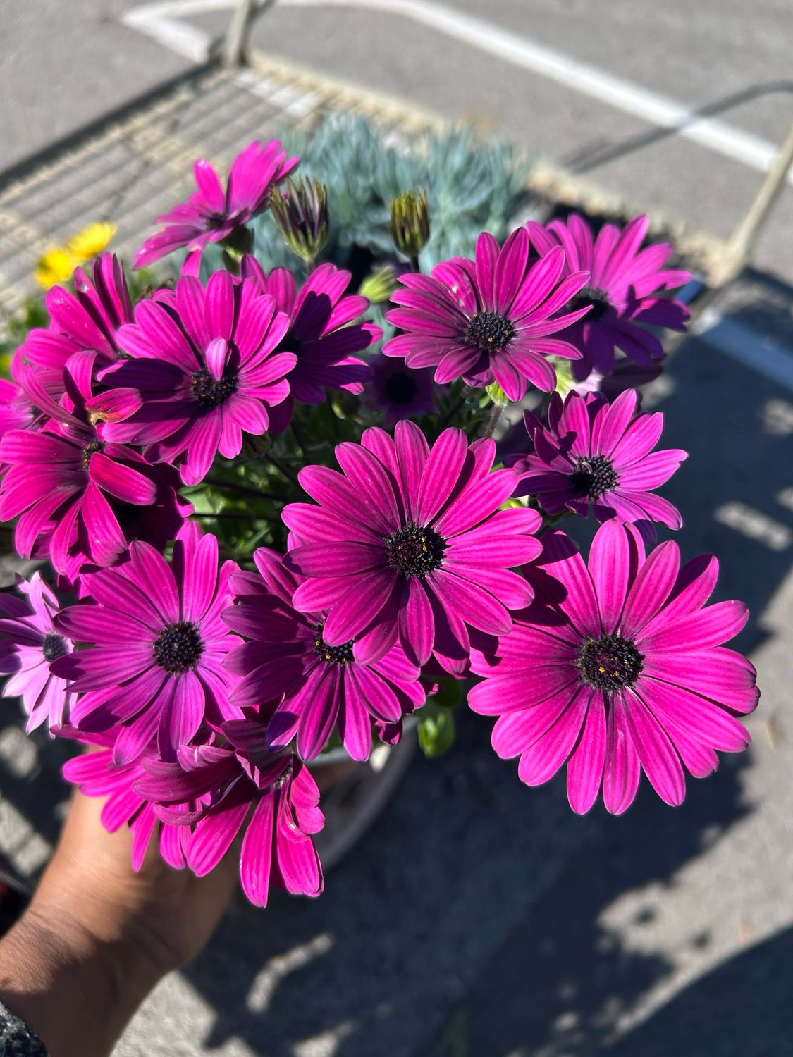 African Daisy Or Arctotis Safari Storm 1.4 L Pot