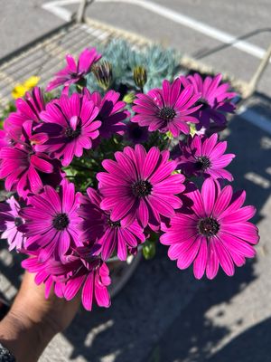 African Daisy Or Arctotis Safari Storm 1.4 L Pot