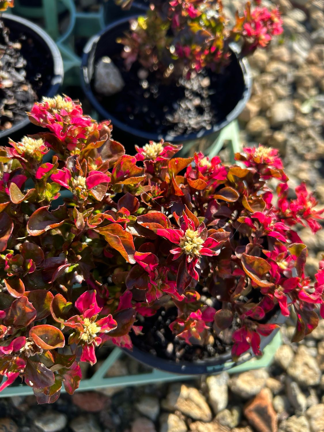 Alternenthera Tricolour 1.4 L Pot