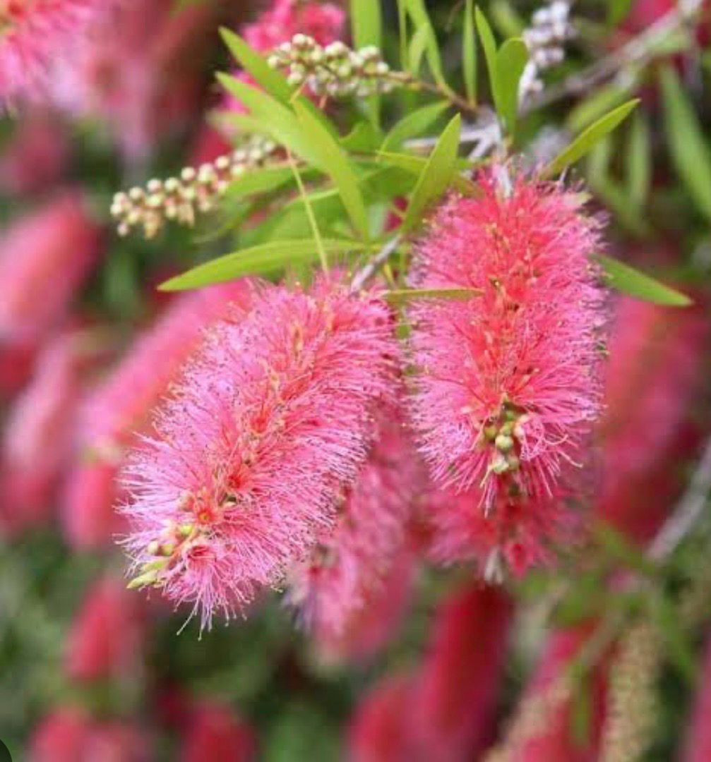 Callistemon Hot Pink 4 L Pot