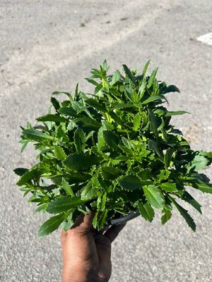 Scaevola Aemula Bondi White 4 L Pot