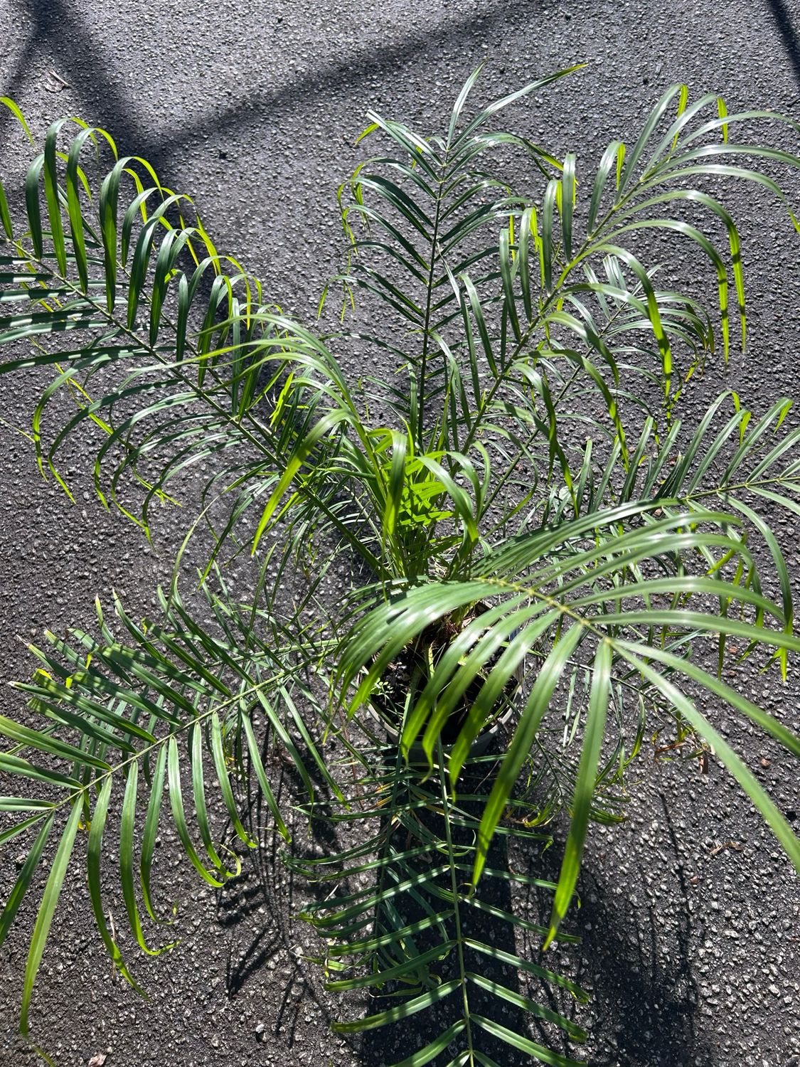 Pigmy Date Plum Or Phoenix roebelenii 5L Pot