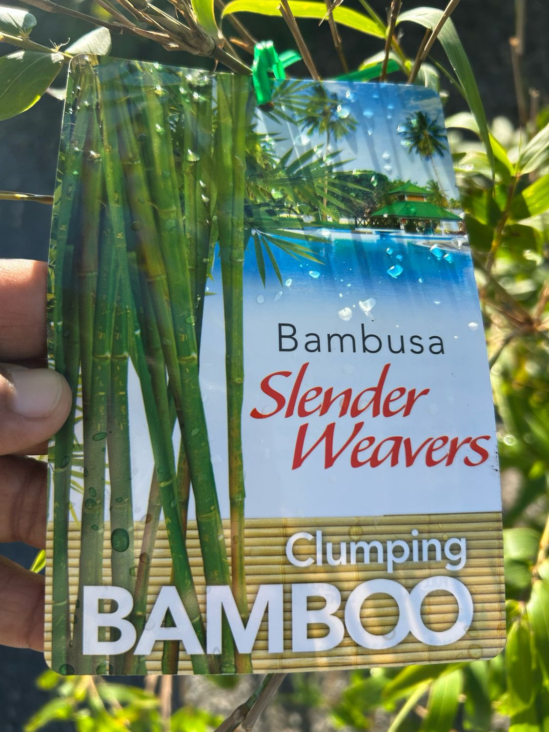 Bambusa Gracils Or Slender Weaver Bamboo 14 L Pot