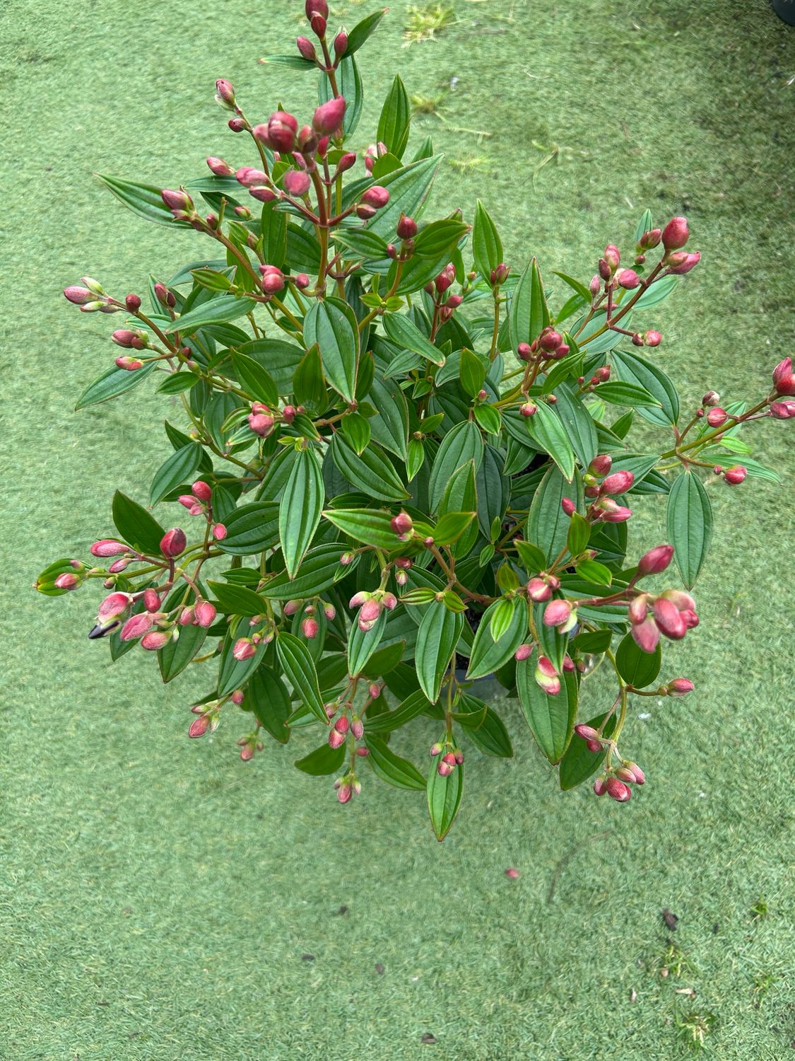 Tibouchina Carol Lynne 5 L Pot